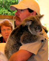 A koala at Hartley's