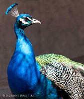 Peacock Proud