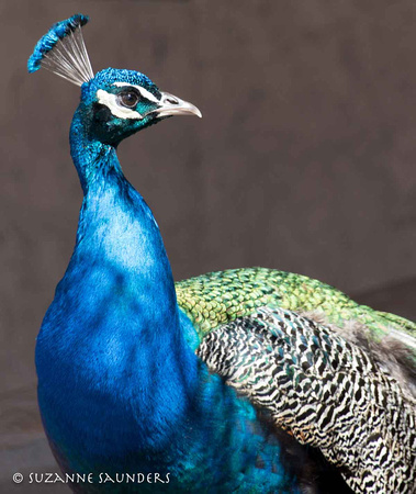 Peacock Proud
