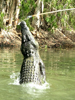 Croc rising to the bait
