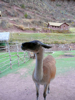 Another llama