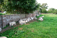 More livestock than tourists on a sunny Saturday