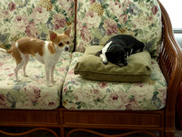 Daisy and Nene