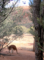 Red Kangaroos