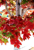 Tree wearing an apron of reddened leaves