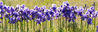 Long Iris Gardens,  4 June 2016