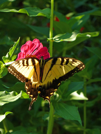 Roberta's Garden