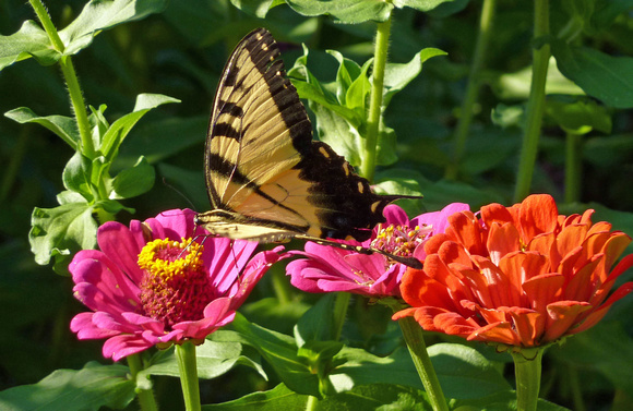 Roberta's garden
